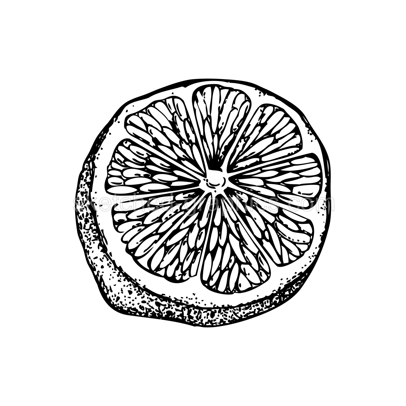 Vintage half lime sketch. Citrus fruit hand-drawn vector illustration. Exotic plant drawing in engraved style. Botanical design element. NOT AI-generated Illustration